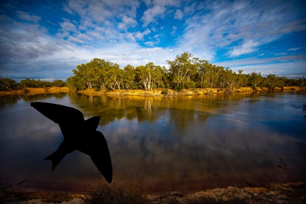 best purple martin bird watching tours