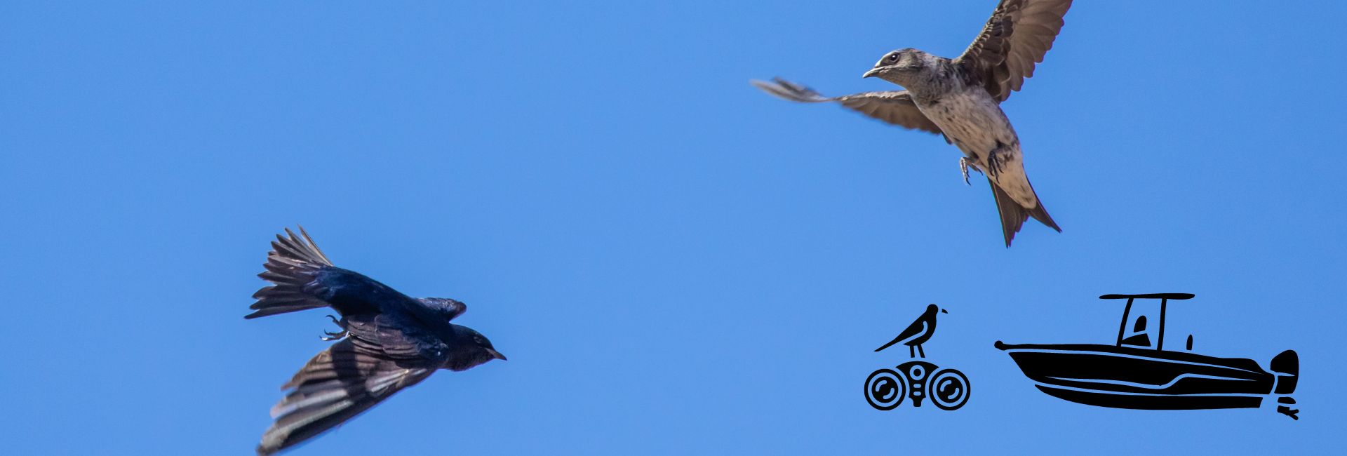 best purple martin bird watching trips