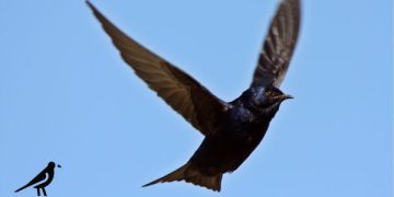 Purple Martin Bird Watching Tours