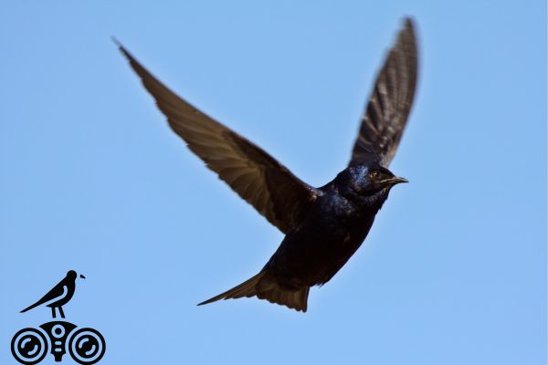 purple martin bird watching tours