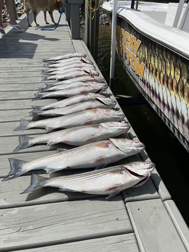 stripers caught in columbia sc